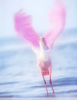Prints of Roseate Spoonbill opens wings and stretches at slow speed against blue water and sky at Fort Myers Beach, Florida Flamboyant Spoonbill Bird Prints: Blurred Motion Wings of Roseate Spoonbill at Fort Myers Beach, Florida