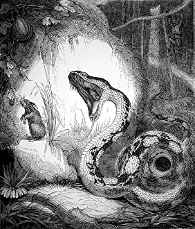 Monkey Collection: Boa Constrictor