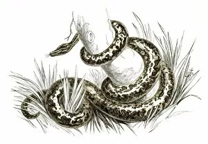 Images Dated 25th April 2017: Boa constrictor engraving 1851