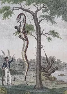 Images Dated 31st December 2017: Boa constrictor getting skin removed, hand-coloured copperplate engraving from Friedrich