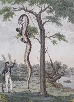 Images Dated 31st December 2017: Boa constrictor getting skin removed, hand-coloured copperplate engraving from Friedrich