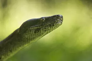Boa Constrictor Snake, Costa Rica