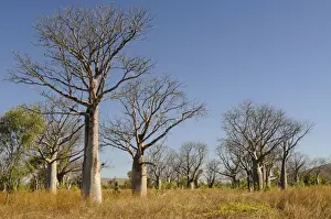 Plateau Prints: Boab trees (Adansonia gregorii), Kimberley Plateau, Australia