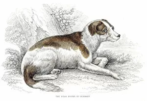 Images Dated 10th June 2015: Boar hound dog engraving 1840