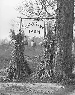 Pumpkin Prints: Board decorated with pumpkins on farm, (B&W)