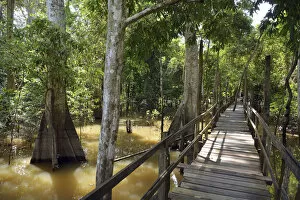 Images Dated 5th August 2013: Boardwalk in the flooded forests of Varzea, Manaus, Amazonas State, Brazil