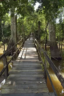 Boardwalk in the flooded forests of Varzea, Manaus, Amazonas State, Brazil