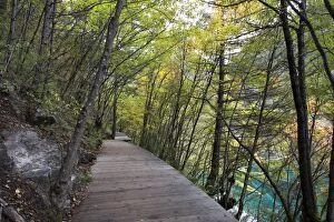 Images Dated 18th October 2014: Boardwalk in Jiuzhaigou Valley forest
