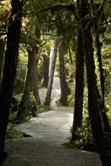 Images Dated 19th March 2017: The Boardwalk Path To Cox Bay Near Tofino; British Columbia Canada