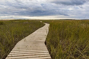 Boardwalk through tidal marsh at Massachusetts Audubons Wellfleet Bay Wildlife Sanctuary, Wellfleet