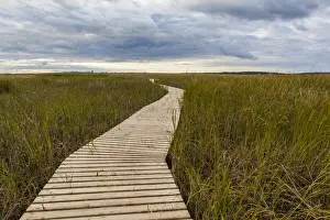 Vanishing Point Prints: Boardwalk through tidal marsh at Massachusetts Audubons Wellfleet Bay Wildlife Sanctuary