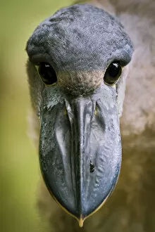 Images Dated 14th June 2015: Boat-billed Heron