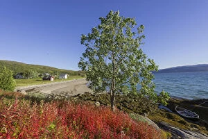 Images Dated 30th August 2012: Boat in Gamvika cove, Willowherbs in autumnal colouration at the front, Senja Island, Troms, Norway