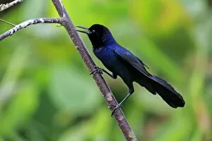 Images Dated 20th March 2013: Boat-tailed Grackle -Quiscalus major-, male, calling, Wakodahatchee Wetlands, Delray Beach