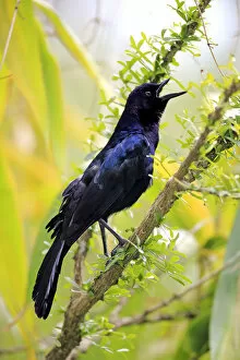 Images Dated 18th March 2013: Boat-tailed Grackle -Quiscalus major-, male, calling, Wakodahatchee Wetlands, Delray Beach
