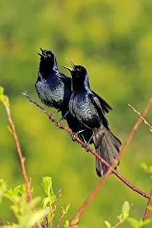 Images Dated 22nd March 2013: Two Boat-tailed Grackles -Quiscalus major-, males, calling, Wakodahatchee Wetlands, Delray Beach