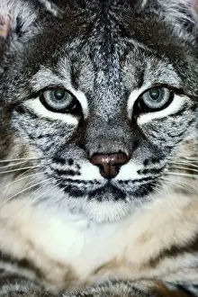 Nocturnal Prints: Bobcat (Felis rufus) head-shot