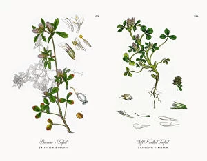 Images Dated 11th December 2017: Bocconeas Trefoil, Trifolium Bocconi, Victorian Botanical Illustration, 1863