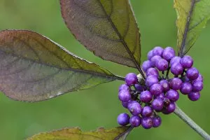 Images Dated 27th October 2014: Bodiniers Beautyberry -Callicarpa bodinieri-, Emsland, Lower Saxony, Germany