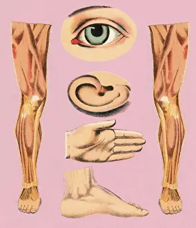 Body Parts
