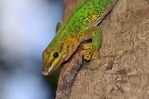 Boehmes Day Gecko -Phelsuma boehmi-, Analamazaotra, Ost-Madagaskar, Madagascar