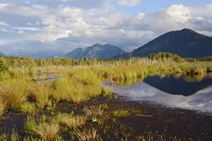 Images Dated 15th July 2012: Bog in the alpine uplands, glacial Stammbecken Moor, former Nicklheim peat works, Rosenheim