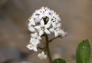Bog-bean or buckbean -Menyanthes trifoliata-, medicinal plant