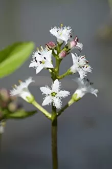 Bog-bean or buckbean -Menyanthes trifoliata-, inflorescence, in pond
