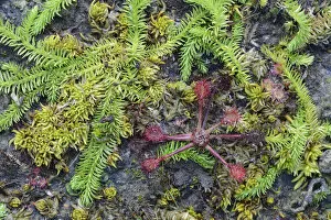 Images Dated 18th September 2014: Bog Clubmoss -Lycopodiella inundata- and Round-leafed Sundew -Drosera rotundifolia-, Emsland