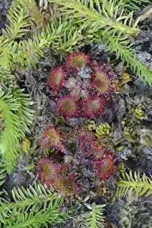 Round Leaved Sundew Prints: Bog Clubmoss -Lycopodiella inundata- and Round-leafed Sundew -Drosera rotundifolia