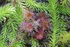 Round Leaved Sundew Prints: Bog Clubmoss -Lycopodiella inundata- and Round-leafed Sundew -Drosera rotundifolia
