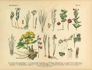 The Book of Practical Botany Gallery: Bog Plants, Wildflowers, and Water Plants, Victorian Botanical Illustration
