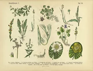 The Book of Practical Botany Collection: Bog Plants, Wildflowers, and Water Plants, Victorian Botanical Illustration