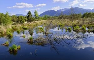 Bog pond with dead trees, Grundbeckenmoor near Rosenheim, alpine upland, Bavaria, Germany, Europe