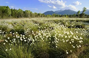 Bog pond in the foothills of the Alps with Hare s-tail Cottongrass, Tussock Cottongrass or Sheathed Cottonsedge