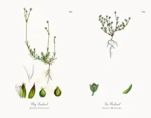 Bog Sandwort, Alsine Ulifinoas, Victorian Botanical Illustration, 1863