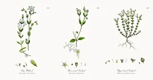 Bog Stitchwort, Stellaria Uliginosa, Victorian Botanical Illustration, 1863