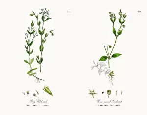 Images Dated 30th November 2017: Bog Stitchwort, Stellaria Uliginosa, Victorian Botanical Illustration, 1863