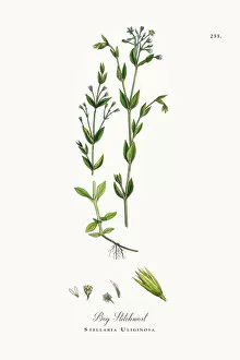 Images Dated 4th October 2017: Bog Stitchwort, Stellaria Uliginosa, Victorian Botanical Illustration, 1863