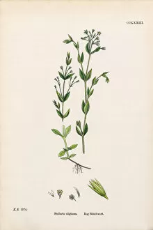 Images Dated 20th February 2017: Bog Stitchwort, Stellaria Uliginosa, Victorian Botanical Illustration, 1863