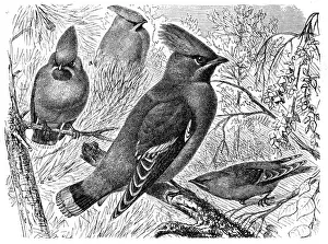 Waxwing Prints: Bohemian Waxwing (Ampelis garrulus)