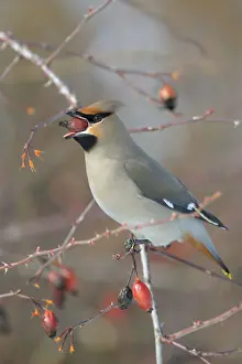 Rose Hip Prints: Bohemian Waxwing -Bombycilla garrulus- on a Dog Rose -Rosa canina- while eating a rose hip