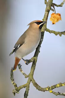 Images Dated 14th February 2013: Bohemian Waxwing -Bombycilla garrulus- eating an overripe frozen apple in winter