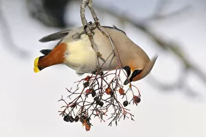 Images Dated 14th February 2013: Bohemian Waxwing -Bombycilla garrulus- eating berries from a European Rowan or Mountain Ash