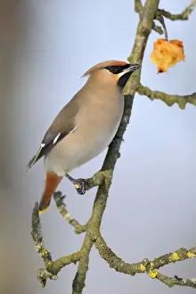 Deutschland Prints: Bohemian Waxwing -Bombycilla garrulus- eating an overripe frozen apple in winter