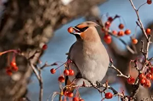 Images Dated 13th January 2016: Bohemian Waxwing Eating Berry