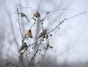 Images Dated 11th February 2015: Bohemian Waxwings