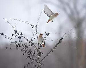 Images Dated 11th February 2015: Bohemian Waxwings