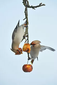 Bohemian Waxwings -Bombycilla garrulus- competing for food on an apple tree with overripe frozen apples in winter