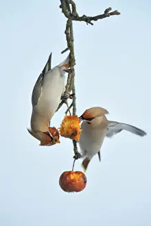 Bohemian Waxwings -Bombycilla garrulus- competing for food on an apple tree with overripe frozen apples in winter, Swabian Alb biosphere reserve, Baden-Wurttemberg, Germany